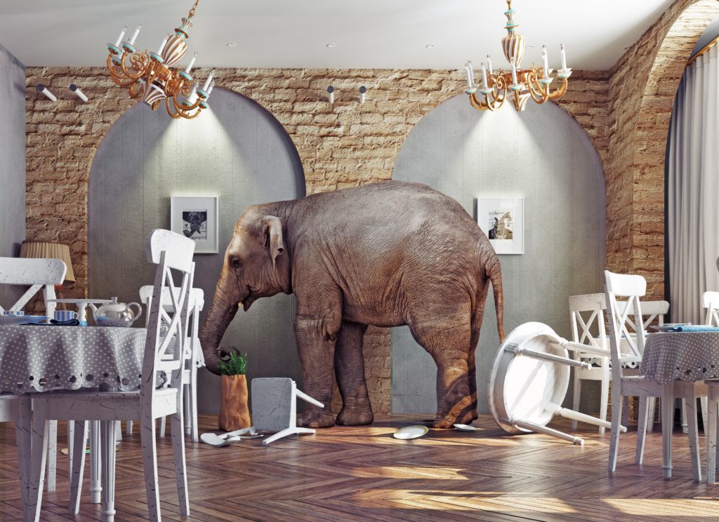 Watch An Elephant In The Living Room